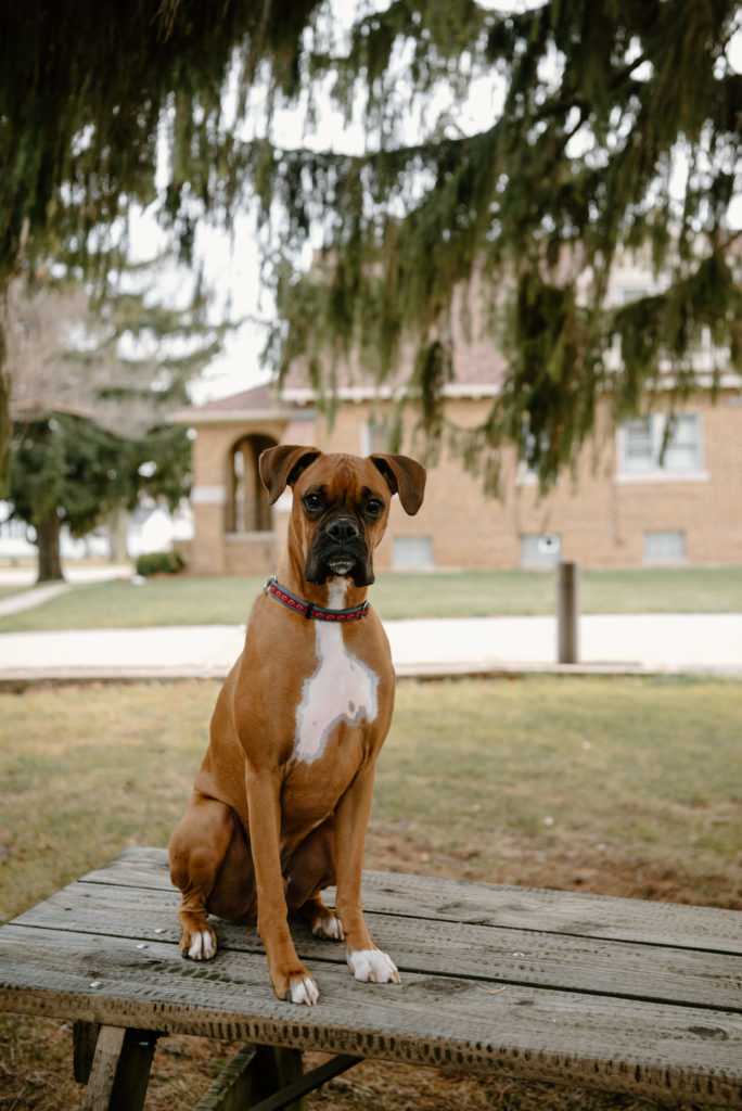 Highlighting a Milwaukee-area business is a great way to show off your favorite place with your dog!